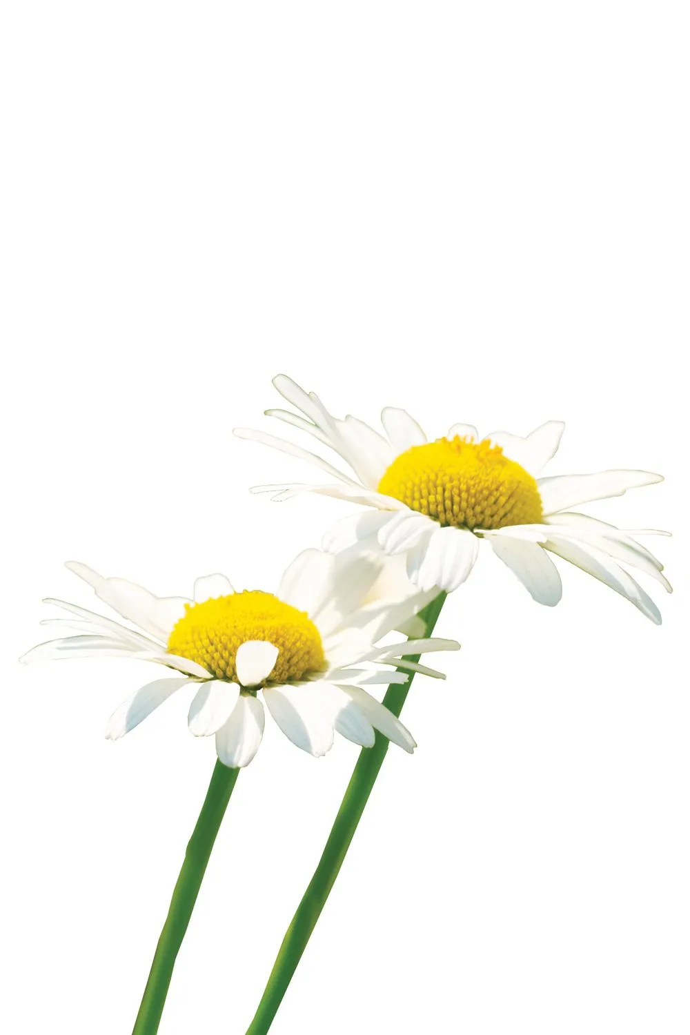 Roman Chamomile  Anthemis nobilis